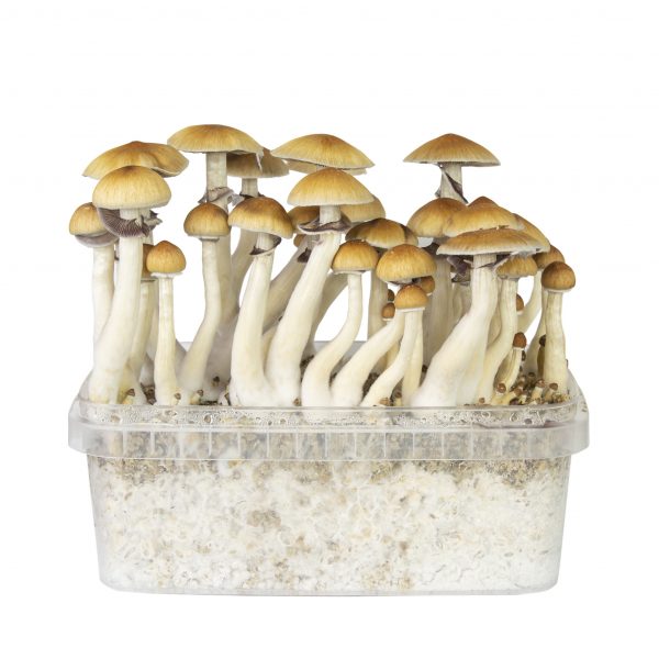 B+ magic mushroom grow kit