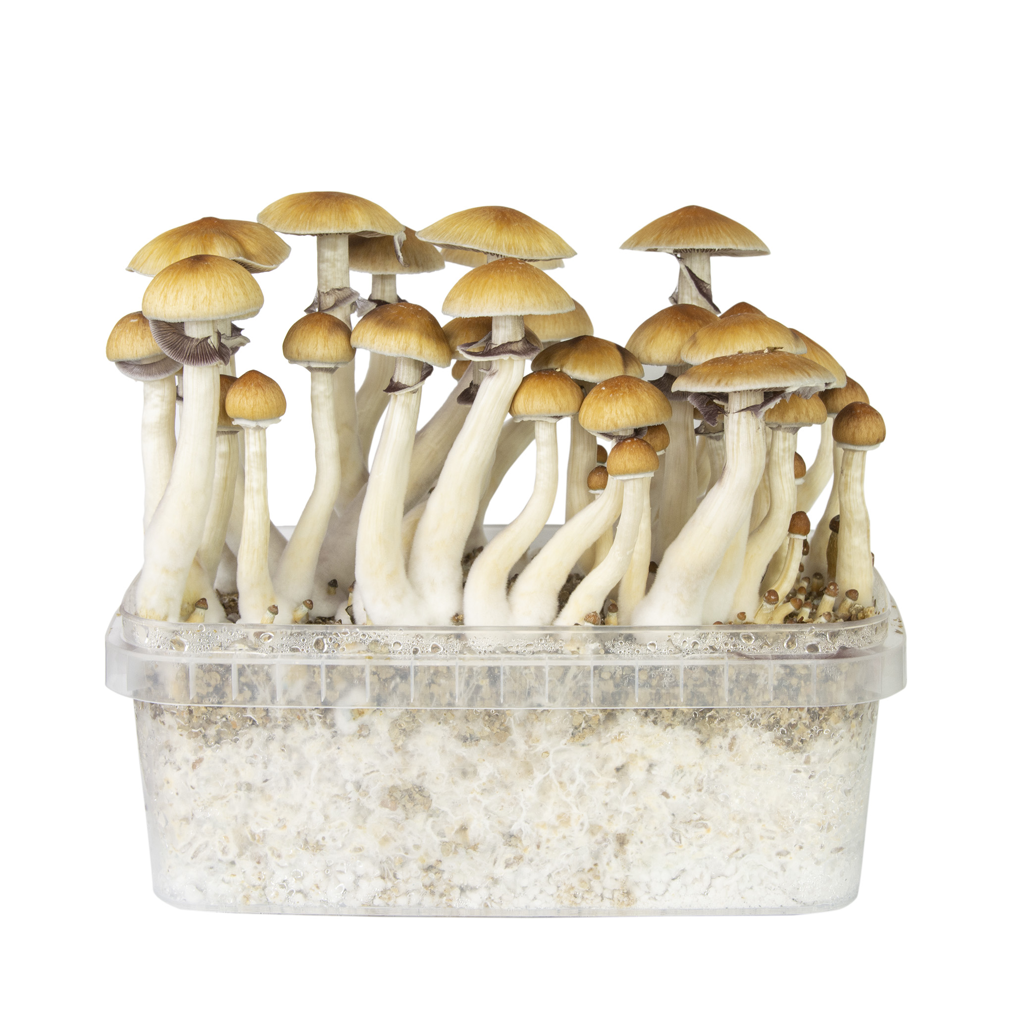 B+ Magic Mushroom Grow Kit - Chills & Thrills