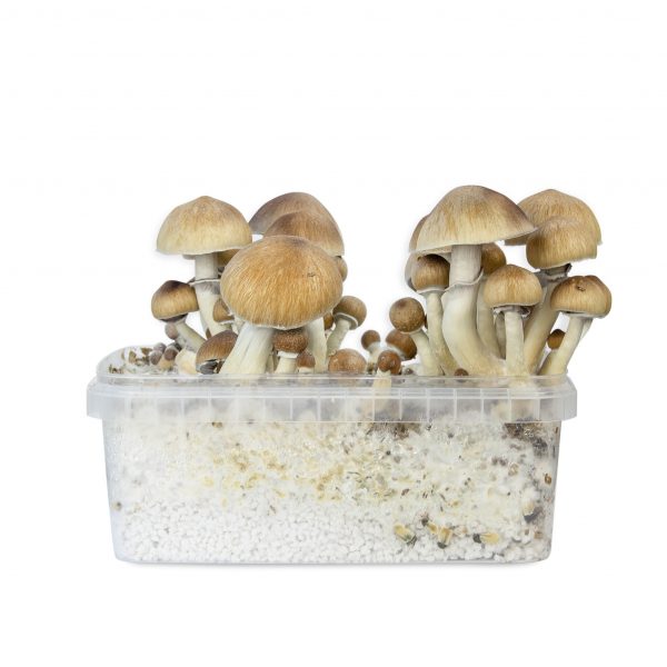 Magic mushrooms Chitwan mycelium box