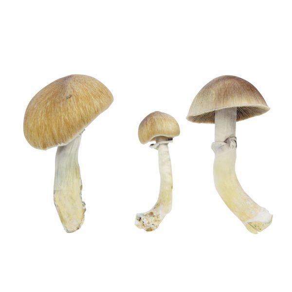 Psilocybin mushrooms Nepal Chitwan
