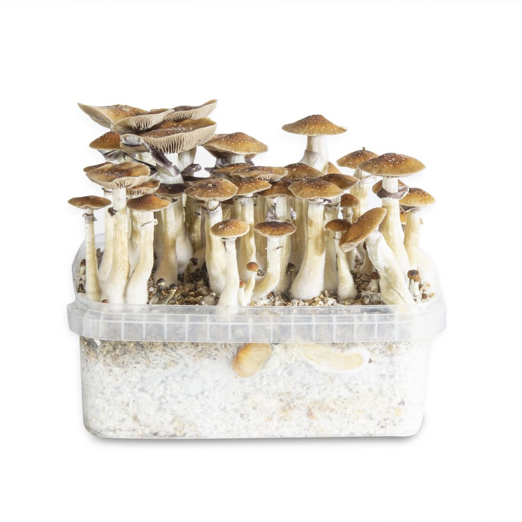 PF Classic magic mushroom grow kit