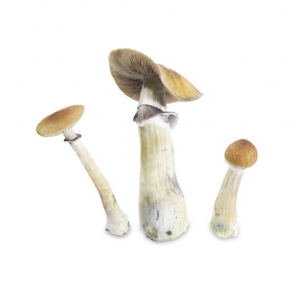 PF classic magic mushrooms isolated on white background
