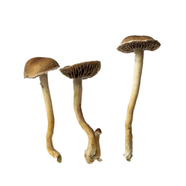 Costa rica magioc mushrooms