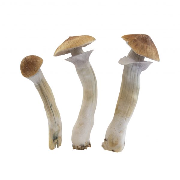 Magic mushrooms Hawaii mycelium box