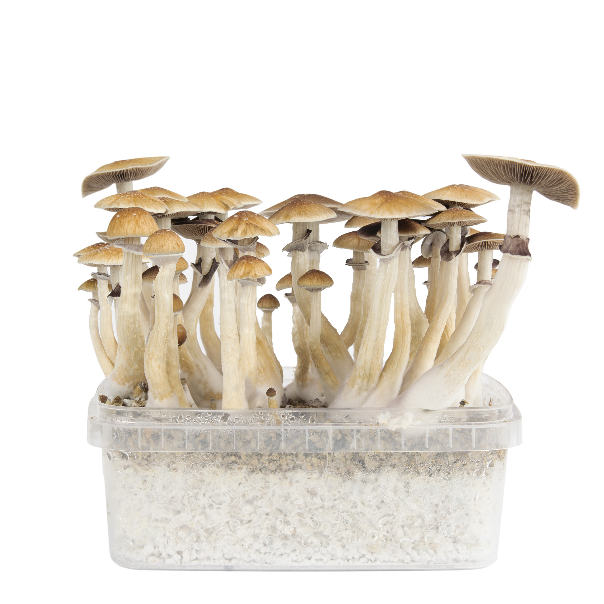 magic mushroom grow box