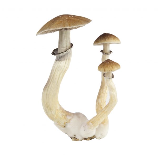 Mexican magic mushrooms