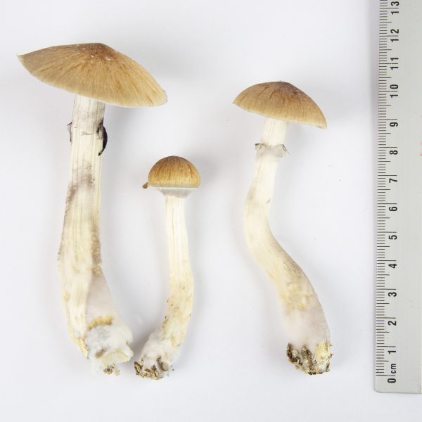 Magic mushroom Thai