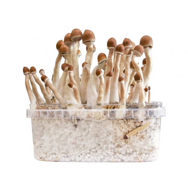 Burma magic mushroom grow kit