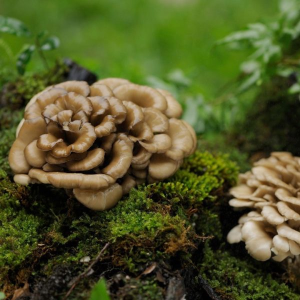 Maitake mushrooms growing in nature